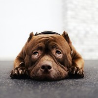 Beruhigungsmittel für Hunde: Wann und wie Sie Ihrem Vierbeiner helfen können