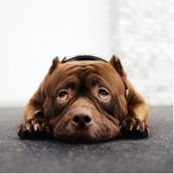 Beruhigungsmittel für Hunde: Wann und wie Sie Ihrem Vierbeiner helfen können