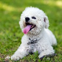 Bichon Frisé: Hundefutter und Rasseportrait
