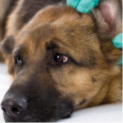 Blutohr beim Hund: Ursachen, Behandlung und Tipps zur Vorbeugung