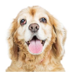 Cherry-Eye beim Hund