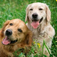 Darmsanierung beim Hund nach einer Wurmkur