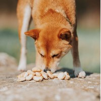 Dürfen Hunde Erdbeeren essen?