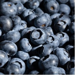 Dürfen Hunde Heidelbeeren essen?