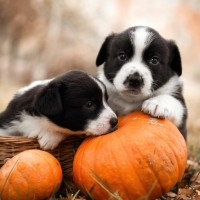 Dürfen Hunde Kürbisse essen?