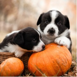 Dürfen Hunde Kürbisse essen?