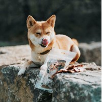 Dürfen Hunde Weintrauben essen?