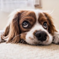 Häufige Hundekrankheiten im Überblick