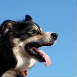 Hund atmet schnell: Ist das harmlos oder Symptom einer ernsten Krankheit?