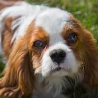 Hund erbricht gelb: Was sollte ich tun?