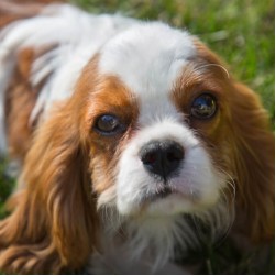 Hund erbricht gelb: Was sollte ich tun?