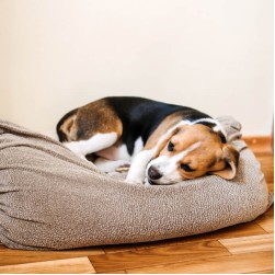 Hund erbricht Schaum: mögliche Ursachen und Gegenmaßnahmen