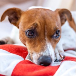 Hund humpelt: Ursachen, Tipps und Behandlung