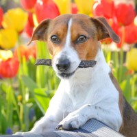 Hundefutter: Was bedeuten Rohprotein, Rohfett und Rohfaser?