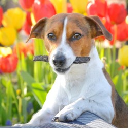 Hundefutter: Was bedeuten Rohprotein, Rohfett und Rohfaser?