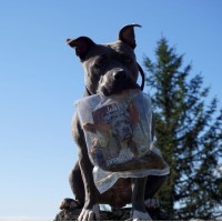 Kann man die Impulskontrolle eines Hundes trainieren?