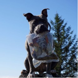 Kann man die Impulskontrolle eines Hundes trainieren?