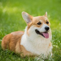 L-Tryptophan für Hunde