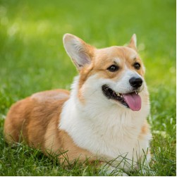 L-Tryptophan für Hunde