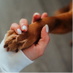 Liegeschwielen beim Hund