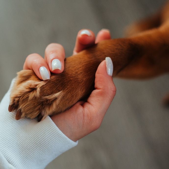Liegeschwielen beim Hund
