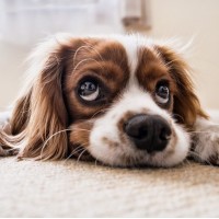 Lungenentzündung beim Hund: Symptome und Behandlung