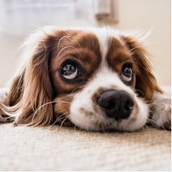 Lungenentzündung beim Hund: Symptome und Behandlung