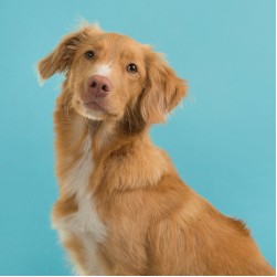 Nova Scotia Duck Tolling Retriever: Hundefutter und Rasseportrait