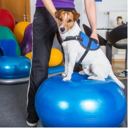 Physiotherapie für Hunde: Was müssen Hundehalter wissen?