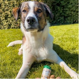 Prednisolon für Hunde