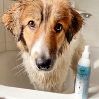 Pyodermie beim Hund: Ursachen, Symptome und Behandlung