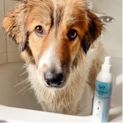 Pyodermie beim Hund: Ursachen, Symptome und Behandlung