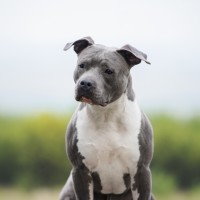 Rasseliste: Was bedeutet die Einstufung als Listenhund?