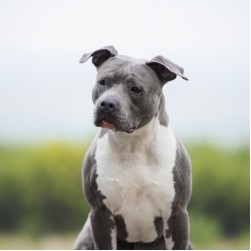 Rasseliste: Was bedeutet die Einstufung als Listenhund?