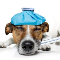 SRMA beim Hund: Ursachen, Symptome und Behandlung