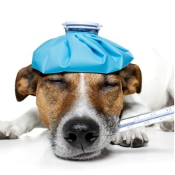 SRMA beim Hund: Ursachen, Symptome und Behandlung