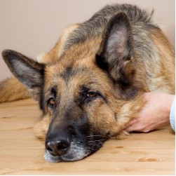 Vestibularsyndrom beim Hund: Auslöser, Symptome und Behandlung