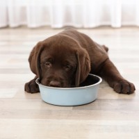 Was dürfen Hund nicht essen?
