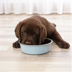 Was dürfen Hund nicht essen?