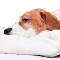 Wasserrute beim Hund: Symptome, Behandlung und Vorbeugung