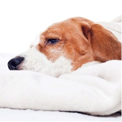 Wasserrute beim Hund: Symptome, Behandlung und Vorbeugung