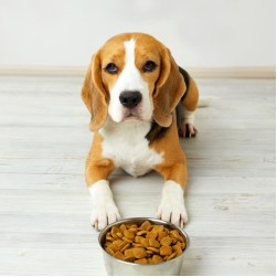 Wieviel Protein ist für Hunde gesund?