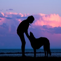 Canicross: Hundesport für fitte Halter