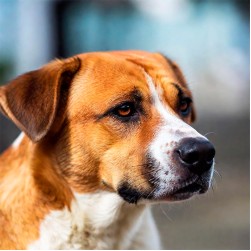 Clickertraining mit Hunden: Schritt für Schritt zu ersten Trainingserfolgen