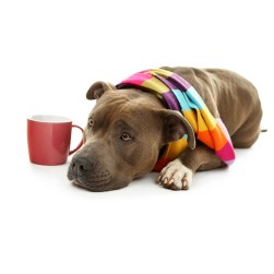 Clostridien beim Hund erkennen und behandeln