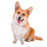 Corgi