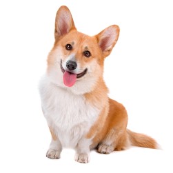Corgi