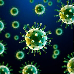 Coronavirus beim Hund: das müssen Halter wissen