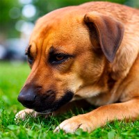 Darmsanierung beim Hund: Tipps für eine gesunde Darmflora