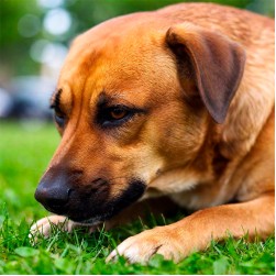 Darmsanierung beim Hund: Tipps für eine gesunde Darmflora